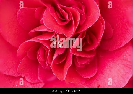 Foto macro di un fiore rosso camelia japonica che mostra dettagli come pistole Foto Stock