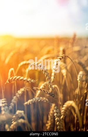 Golden campo di grano sulla soleggiata giornata estiva giorno. Concetto di agricoltura Foto Stock