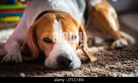 Il cane di Beagle dorme su un pavimento del tappeto. Sfondo con luce naturale Foto Stock