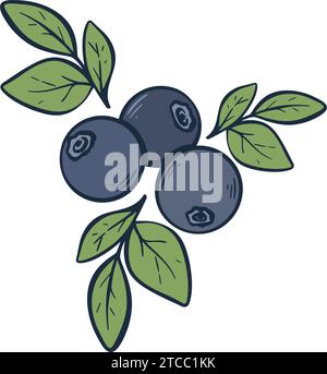 Incisione a mano di mirtilli freschi maturi. Bacche ecologiche selvatiche colorate. Cibo biologico sano, disegno a mano clip art. Bozzetto con stampa Huckleberry selvaggio per il branding Illustrazione Vettoriale