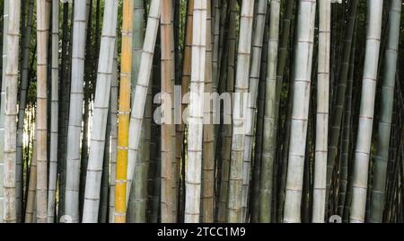 Sfondo verde della foresta di bambù in un parco in Georgia nel pomeriggio Foto Stock