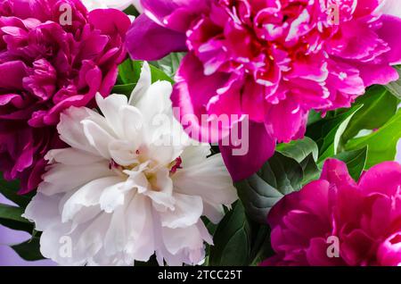 Bouquet di grandi peonie rosa e bianche da vicino Foto Stock