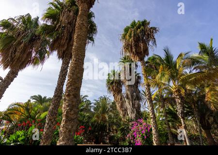 Giardino con palme e piante con fiori rossi e viola a Morro Jable, isola delle canarie Fuerteventura, Spagna Foto Stock