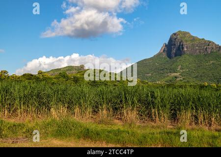 Campi di canna da zucchero e montagne sull'isola di Mauritius Foto Stock