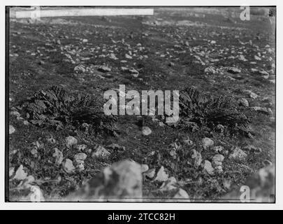 Fiori Selvatici della Palestina. Mandrake in fiore. (Mandragora officinarum L.). Foto Stock