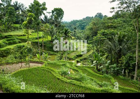 Vista panoramica delle vaste risaie terrazzate nell'area rurale del villaggio di Tetebatu nell'isola di Lombok, nella parte occidentale di Nusa Tenggara, Indonesia Foto Stock