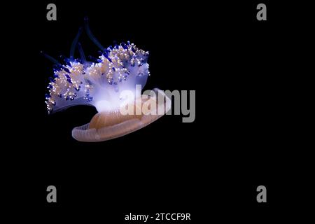 Immagine ravvicinata di una sorprendente medusa di animali marini su sfondo nero Foto Stock