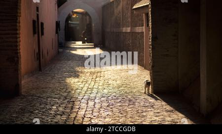 Gatto randagio su un vicolo della Medina all'alba. Marrakech o Marrakech, Marocco. Foto Stock
