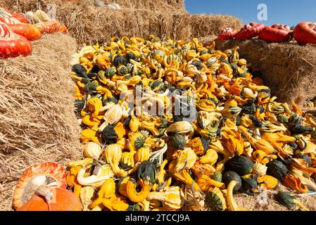 Squash e zucche in vendita prima di Halloween in una fattoria sulla costa californiana negli Stati Uniti Foto Stock