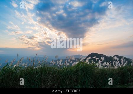 La cima della montagna è coperta di fiori d'erba argentata al tramonto. Godetevi il caldo sole invernale e l'aria fresca. Sentiero escursionistico Ruifang Caoshan. Foto Stock