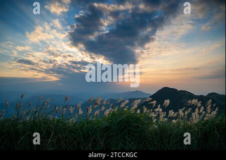 La cima della montagna è coperta di fiori d'erba argentata al tramonto. Godetevi il caldo sole invernale e l'aria fresca. Sentiero escursionistico Ruifang Caoshan. Foto Stock