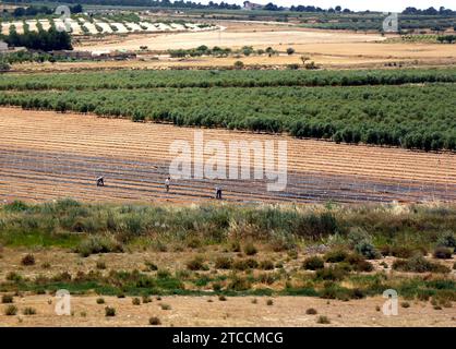 Alicante 08/11/2014 Agricoltura. Foto Juan Carlos Soler archdc. Crediti: Album / Archivo ABC / Juan Carlos Soler Foto Stock