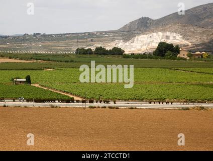 Alicante 08/11/2014 Agricoltura. Foto Juan Carlos Soler archdc. Crediti: Album / Archivo ABC / Juan Carlos Soler Foto Stock