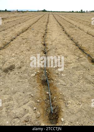 Alicante 08/11/2014 Agricoltura. Siccità. Campi di Elche con irrigazione a goccia foto Juan Carlos Soler archdc. Crediti: Album / Archivo ABC / Juan Carlos Soler Foto Stock