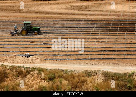 Alicante 08/11/2014 Agricoltura. Foto Juan Carlos Soler archdc. Crediti: Album / Archivo ABC / Juan Carlos Soler Foto Stock