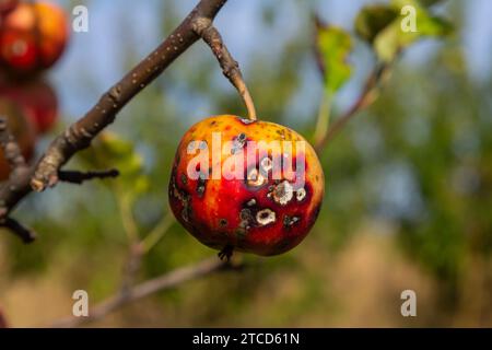 una pila di mele con malattia da scab di mele. Foto Stock