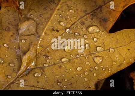 Foglie di quercia cadute con rugiada. Foglie di quercia autunnale.l'acqua goccia sulle foglie di quercia autunnale primo piano. Foglie di quercia autunnale asciutte coperte da gocce d'acqua piovane a terra. CL Foto Stock