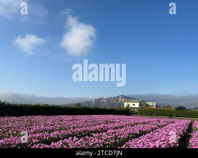 Una vista panoramica dei fiori viola in un campo in una giornata di sole Foto Stock