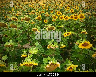 Un campo di girasoli, tutti rivolti in una direzione Foto Stock