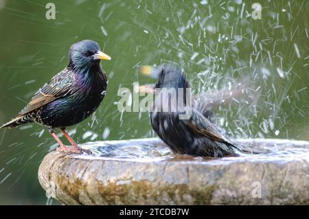 European starling Sturnus vulgaris, due uccelli che fanno il bagno con un osservatore, County Durham, Inghilterra, Regno Unito, marzo. Foto Stock