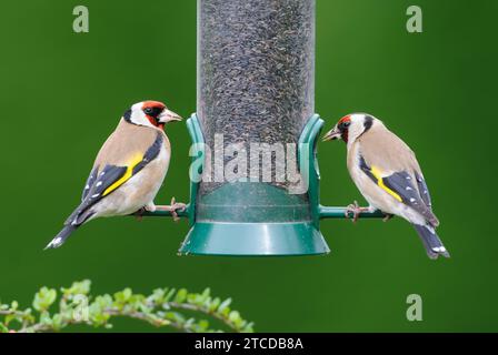 European goldfinch Carduelis carduelis, coppia appollaiata sull'alimentatore di semi di nyger in giardino, contea di Durham, Inghilterra, Regno Unito, maggio. Foto Stock