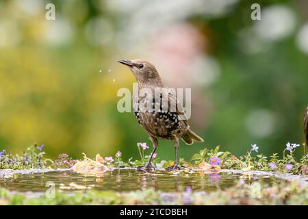 European starling Sturnus vulgaris, giovani che bevono da un bagno di uccelli in giardino, County Durham, Inghilterra, Regno Unito. Luglio. Foto Stock