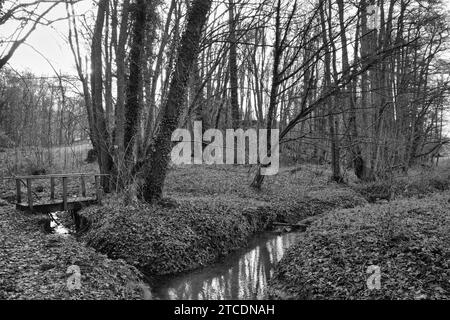 Un tranquillo ruscello che scorre attraverso la fitta foresta, lussureggiante di alberi e arbusti a Bousval, Belgio Foto Stock