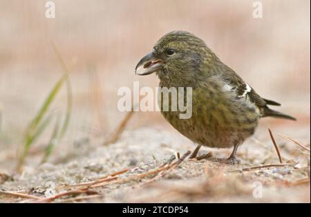 Croce alata bianca (Loxia leucoptera, Loxia leucoptera leucoptera), femmina seduta a terra, che si allontana dai coni di pino., USA, Massachusetts Foto Stock