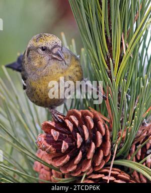 Croce alata bianca (Loxia leucoptera, Loxia leucoptera leucoptera), foraggiamento femminile su coni di pino., USA, Massachusetts, Salisbury Beach State Foto Stock