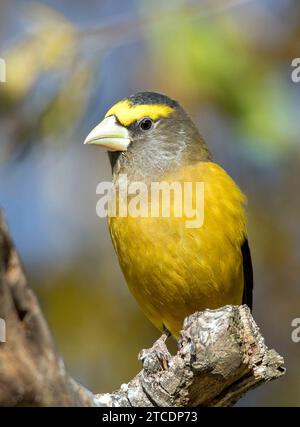 Grosbeak serale (Hesperiphona vespertina, Coccothraustes vespertinus), maschio arroccato su un ramo, USA Foto Stock