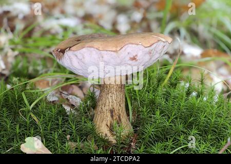 Bolete amaro, tilopilus amaro (Tylopilus felleus), corpo fruttifero su un terreno boschivo di muschi, vista laterale, Germania, Meclemburgo-Pomerania occidentale Foto Stock