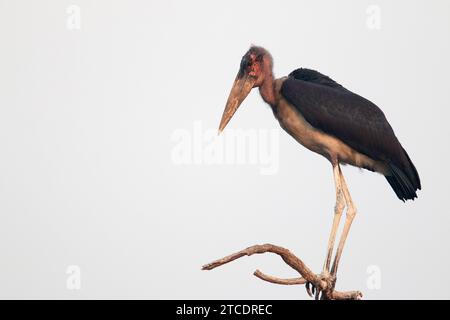 Cicogna marabou (Leptoptilos crumeniferus), in piedi su un ramo, Etiopia Foto Stock