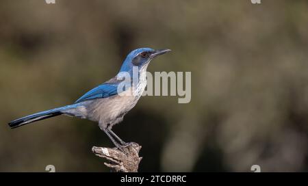 Island Scrub-Jay (Aphelocoma insularis), seduto su una filiale, USA, California Foto Stock