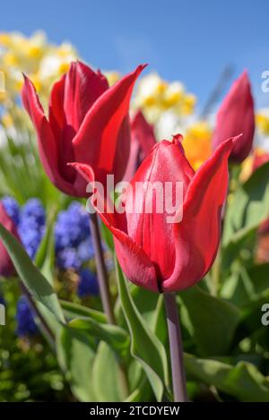 Tulipa Living Love, Tulip Living Love, varietà di fiori rosso scuro/viola Foto Stock