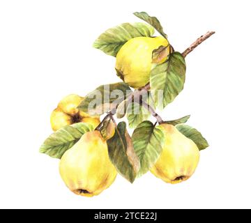 Acquerello dipinto a mano cotogna giallo frutti interi con foglie appese a un ramo, alberi. Illustrazione Clipart per adesivo, logo, cibo o bevande Foto Stock