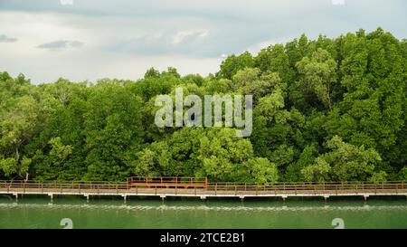 Ponte di legno nella giungla della foresta pluviale allagata di alberi di mangrovie. Vista aerea della foresta di mangrovie. Pavimento in legno con ponte in legno sul fiume in mangro Foto Stock