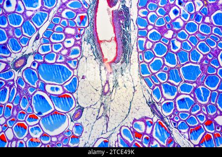 Ghiandola tiroidea umana che mostra follicoli, cellule endoteliali e cellule follicolari. Microscopio ottico X40. Foto Stock