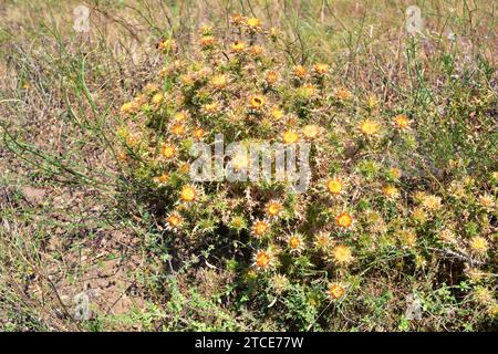 Il cardo lanoso distaff (Carthamus lanatus) è una pianta annuale originaria del bacino del Mediterraneo. Questa foto è stata scattata a Espolla, Girona, Catalogna, Spagna Foto Stock