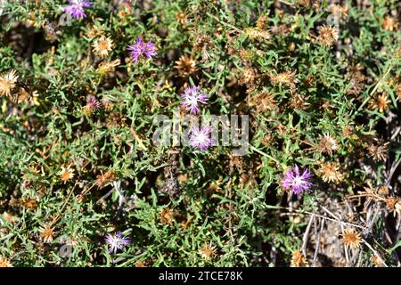 Il tistello stellare grezzo (Centaurea aspera) è una pianta perenne crespante originaria dell'Europa occidentale. Questa foto è stata scattata in Garbet, Girona, Catalogna, Spagna. Foto Stock