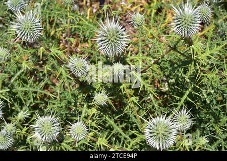 Echinops spinosissimus è una pianta perenne originaria dell'Europa sudorientale e dell'Africa settentrionale. Foto Stock