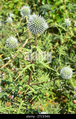 Echinops spinosissimus è una pianta perenne originaria dell'Europa sudorientale e dell'Africa settentrionale. Foto Stock