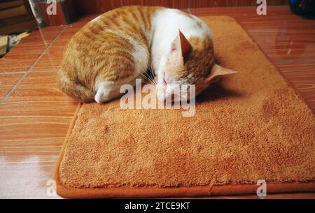 Il gatto domestico sta dormendo su un tappetino per i piedi, il gatto è freddo. Foto Stock