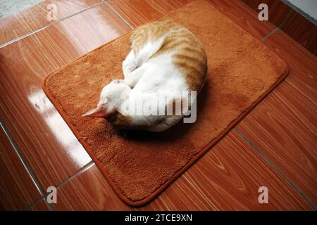 Il gatto domestico sta dormendo su un tappetino per i piedi, il gatto è freddo. Foto Stock