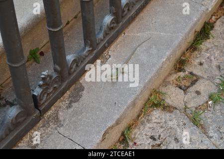 Piccola lucertola maculata verde-nera sulla sporgenza di pietra accanto a una recinzione in ghisa Foto Stock