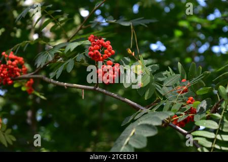 Primo piano di bacche rosse accese su un ramo con foglie verdi Foto Stock