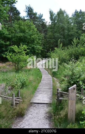 Sentiero con assi di legno sopraelevati che collega un sentiero escursionistico sabbioso nel parco nazionale di Mechelse Heide Foto Stock