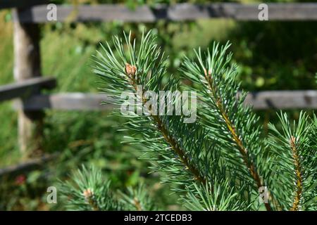 Primo piano di un ramo di pino con aghi di pino verde con sfondo sfocato Foto Stock