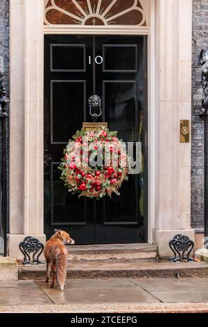 Downing Street, Londra, Regno Unito. 12 dicembre 2023. Una volpe urbana (Vulpes vulpes) avvistata fuori dal 10 di Downing Street. Crediti: amanda Rose/Alamy Live News Foto Stock