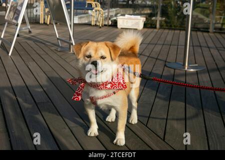 Cane giapponese di razza mista Shiba. Foto Stock