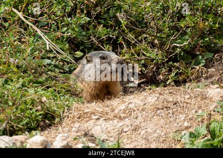 Marmotta alpina (Marmota marmota) in alta montagna in Baviera, Germania in autunno Foto Stock